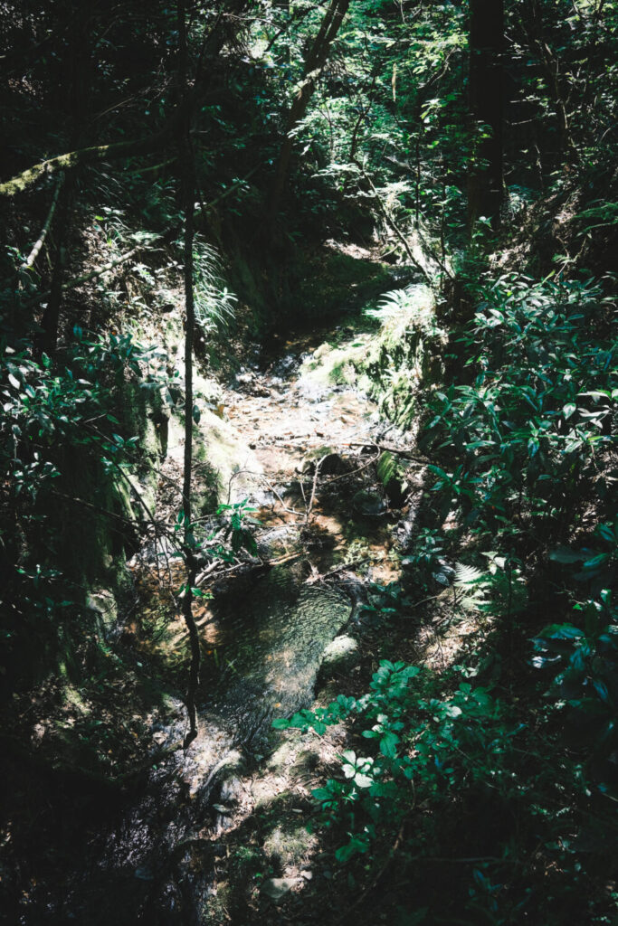 高尾山登山道序盤の沢