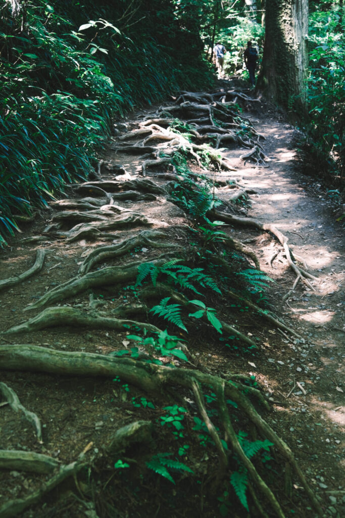 高尾山の木の根道